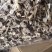 鹿茸菇产地直销不含硫品质保证可视频看货