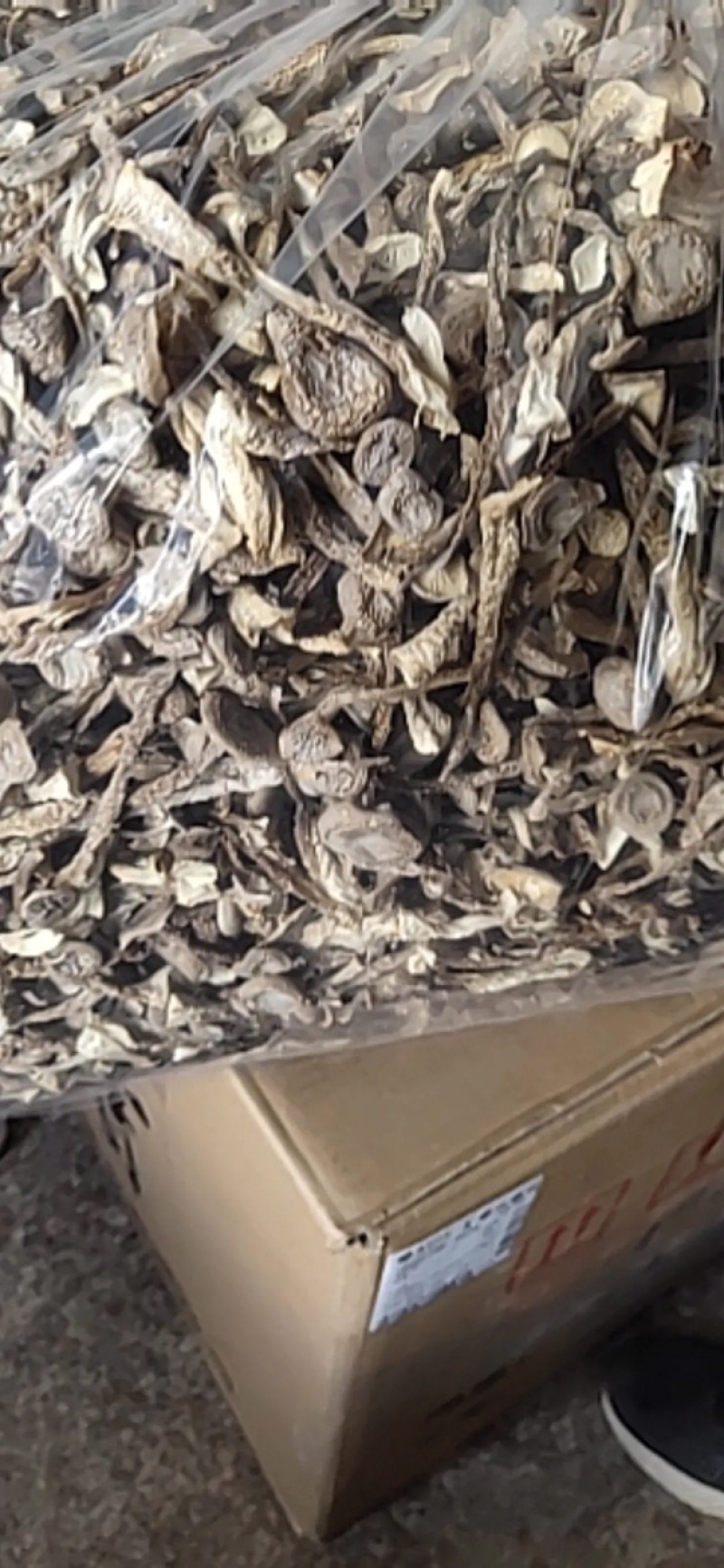 鹿茸菇产地直销不含硫品质保证可视频看货