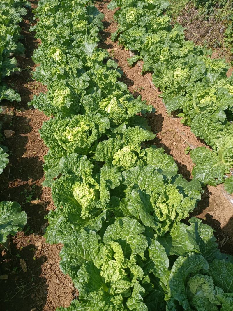 贵州高山麻叶菜帝王菜口感非常棒含水量少找长期合作的老板