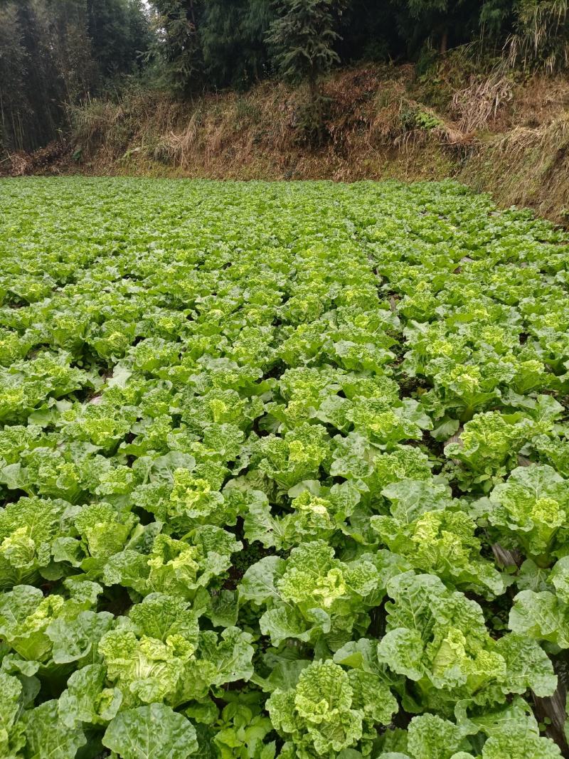 贵州高山麻叶菜帝王菜口感非常棒含水量少找长期合作的老板