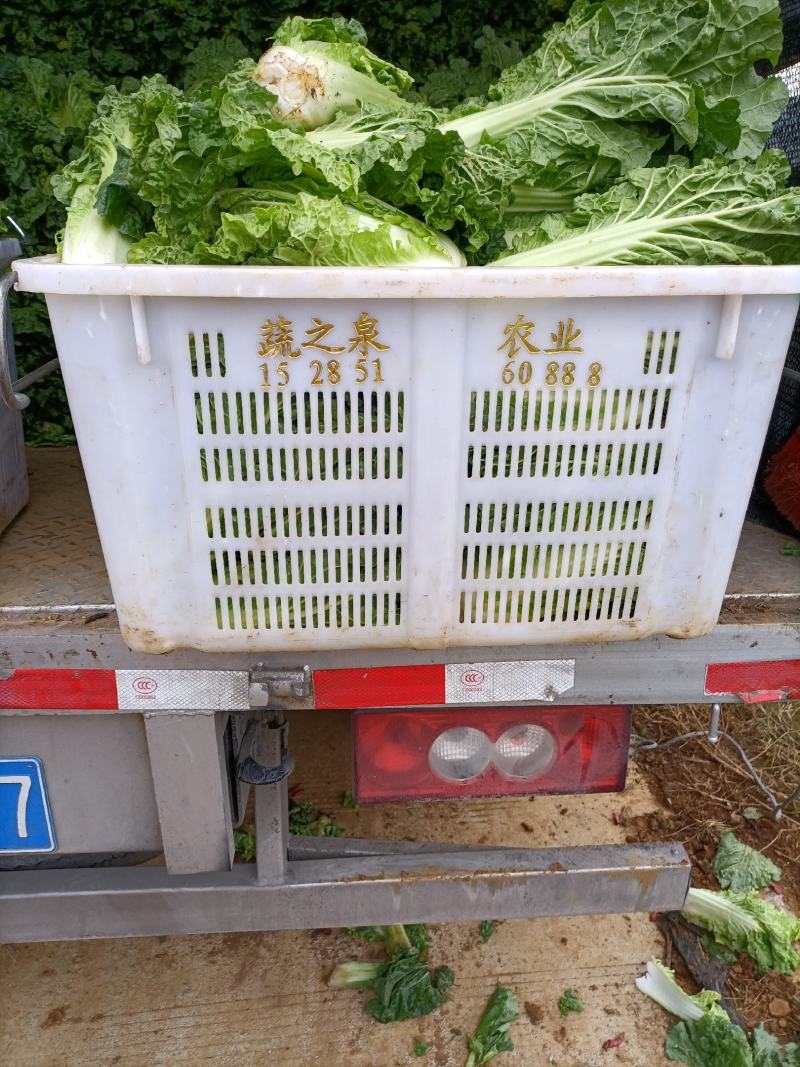 贵州高山麻叶菜帝王菜口感非常棒含水量少找长期合作的老板