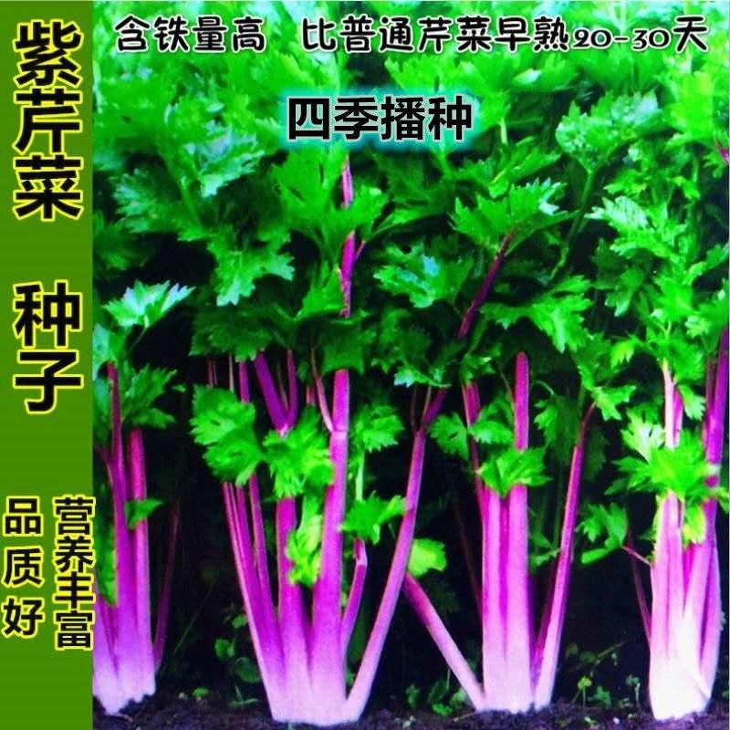芹菜紫玉香芹种子红芹菜种子红色紫色盆栽蔬菜阳台冬季四季种