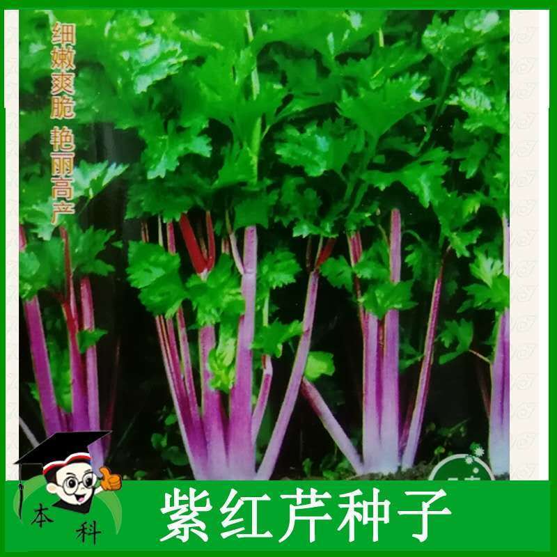 芹菜紫玉香芹种子红芹菜种子红色紫色盆栽蔬菜阳台冬季四季种