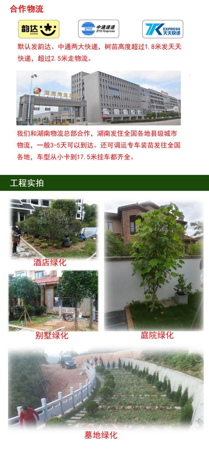 夏鹃夏娟杜鹃小苗杜鹃花盆栽园林绿化树苗庭院绿化苗木