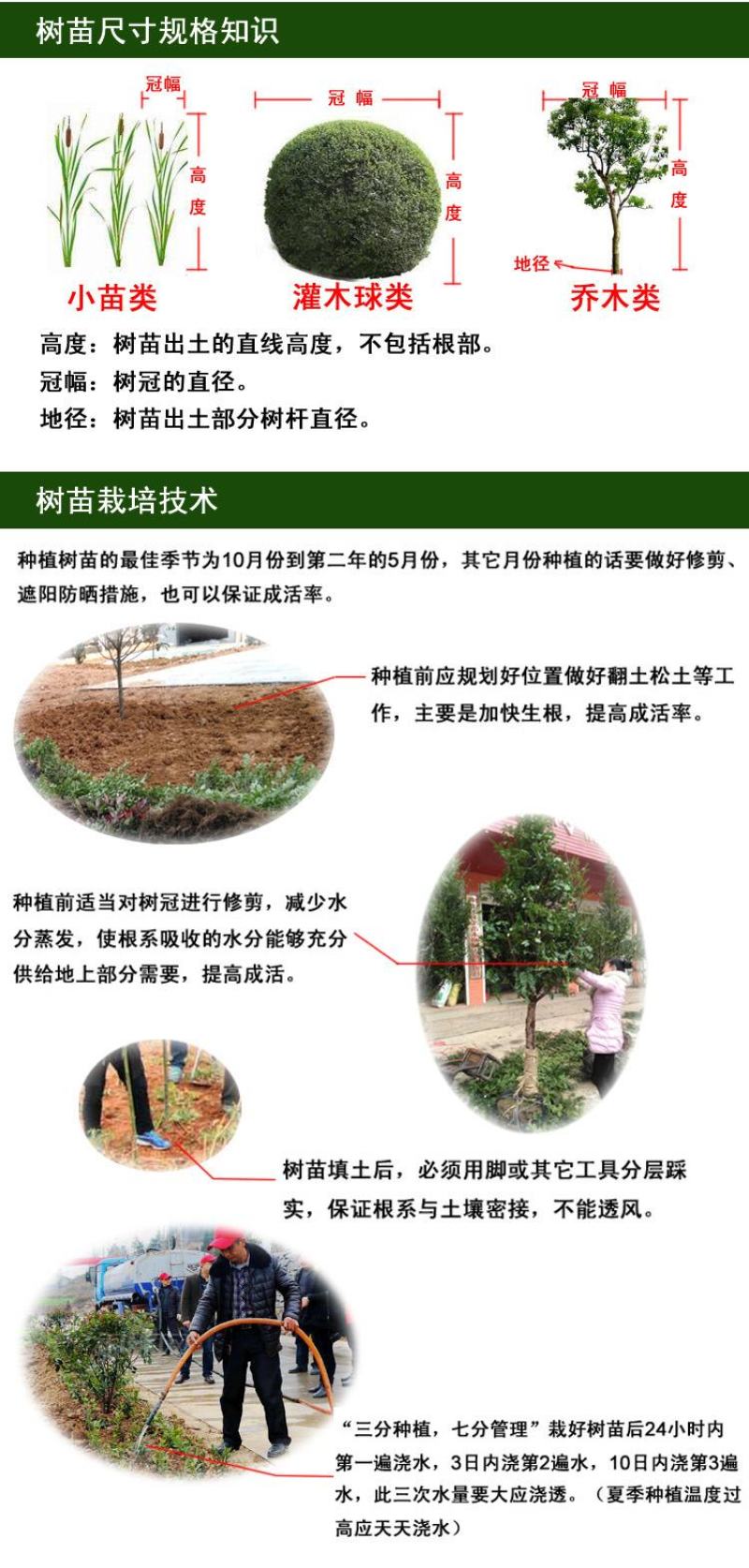 夏鹃夏娟杜鹃小苗杜鹃花盆栽园林绿化树苗庭院绿化苗木