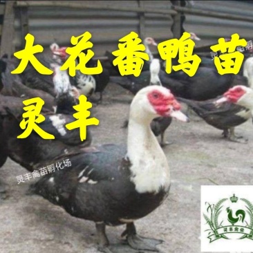 大花番鸭苗《有买家保证金》购买放心，厂家直销