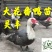 大花番鸭苗《有买家保证金》购买放心，厂家直销