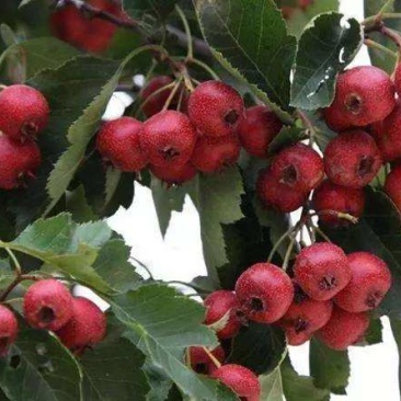 批发山楂，品种大金星