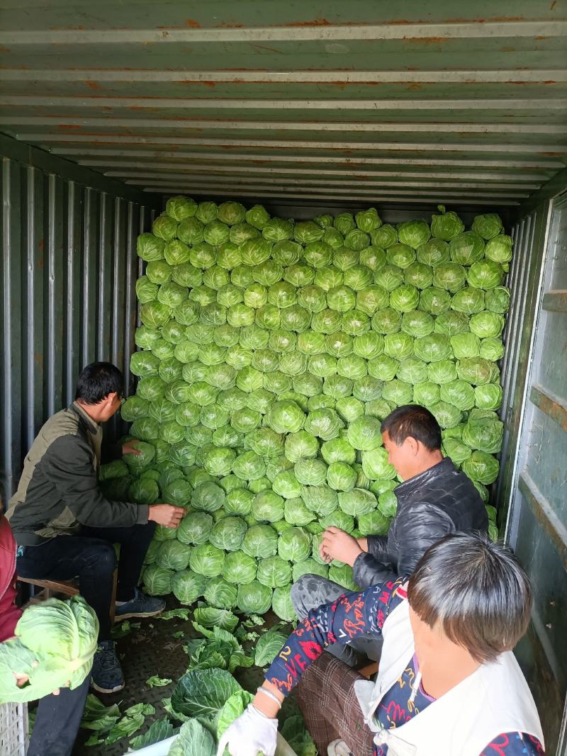 河北省唐山市滦南县甘蓝绿宝石正在上市中