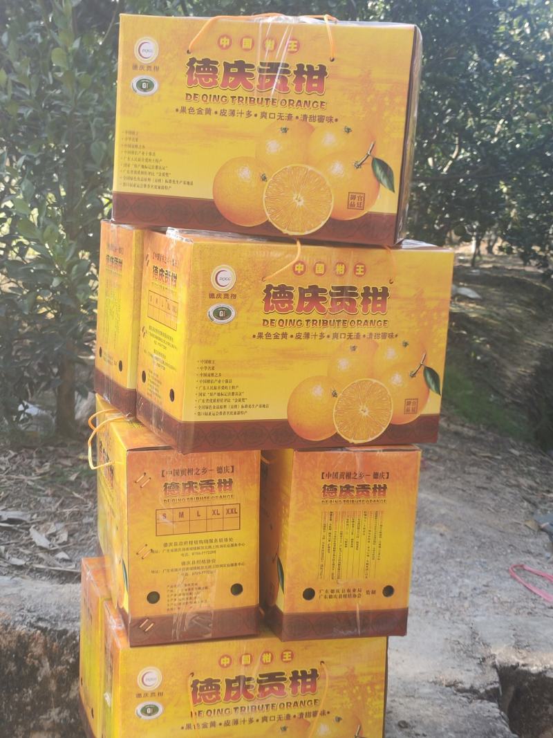 特产:正宗德庆《贡柑》又名皇帝柑10斤1件