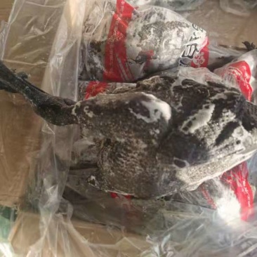 乌鸡6只装-价格美丽厂家直接发货需要的联系