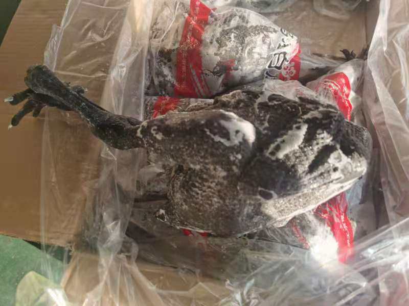 乌鸡6只装-价格美丽厂家直接发货需要的联系