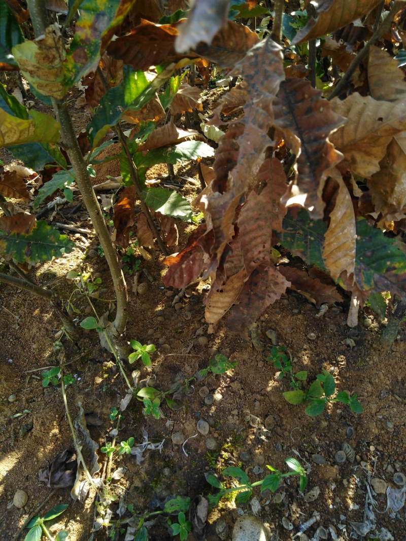 板栗苗、嫁接板栗苗、早熟板栗苗优质板栗嫁接苗