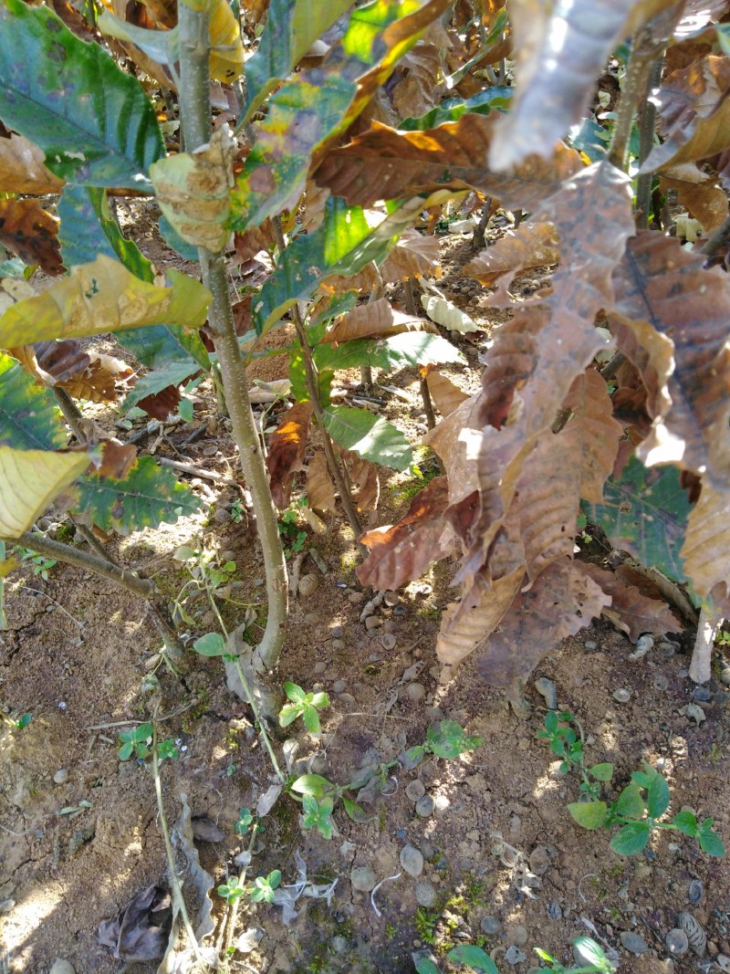 板栗苗、嫁接板栗苗、早熟板栗苗优质板栗嫁接苗