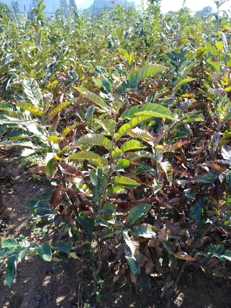 板栗苗、嫁接板栗苗、早熟板栗苗优质板栗嫁接苗