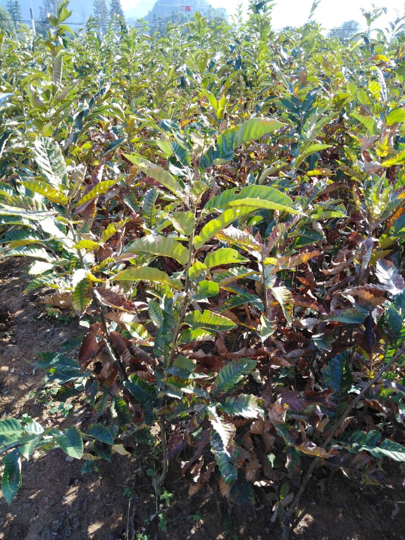 板栗苗、嫁接板栗苗、早熟板栗苗优质板栗嫁接苗