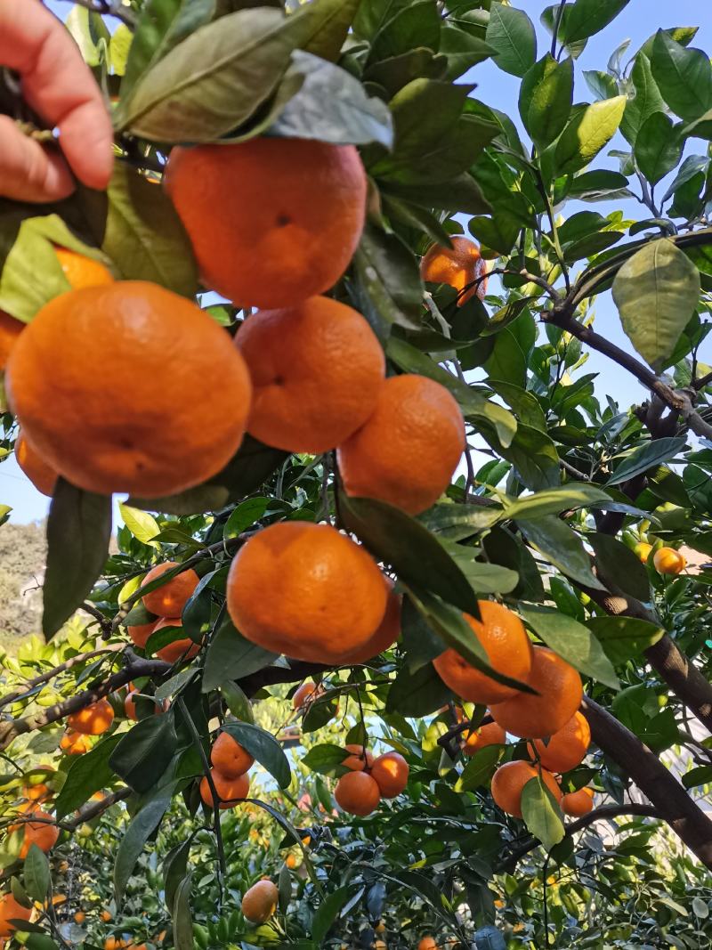 蜜橘特早蜜橘【早中晚】熟蜜橘大量供应地头鲜果采装上车