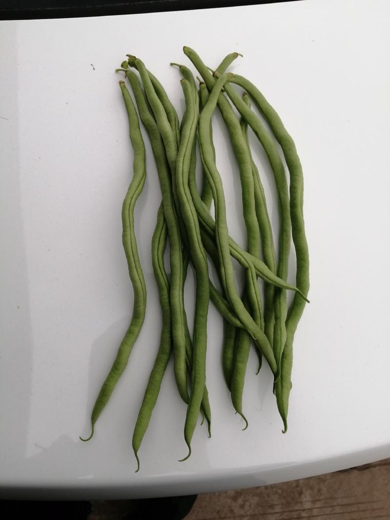 精品无筋豆，四川豆角，嫩豆豆，一尺豆王，精品豆王