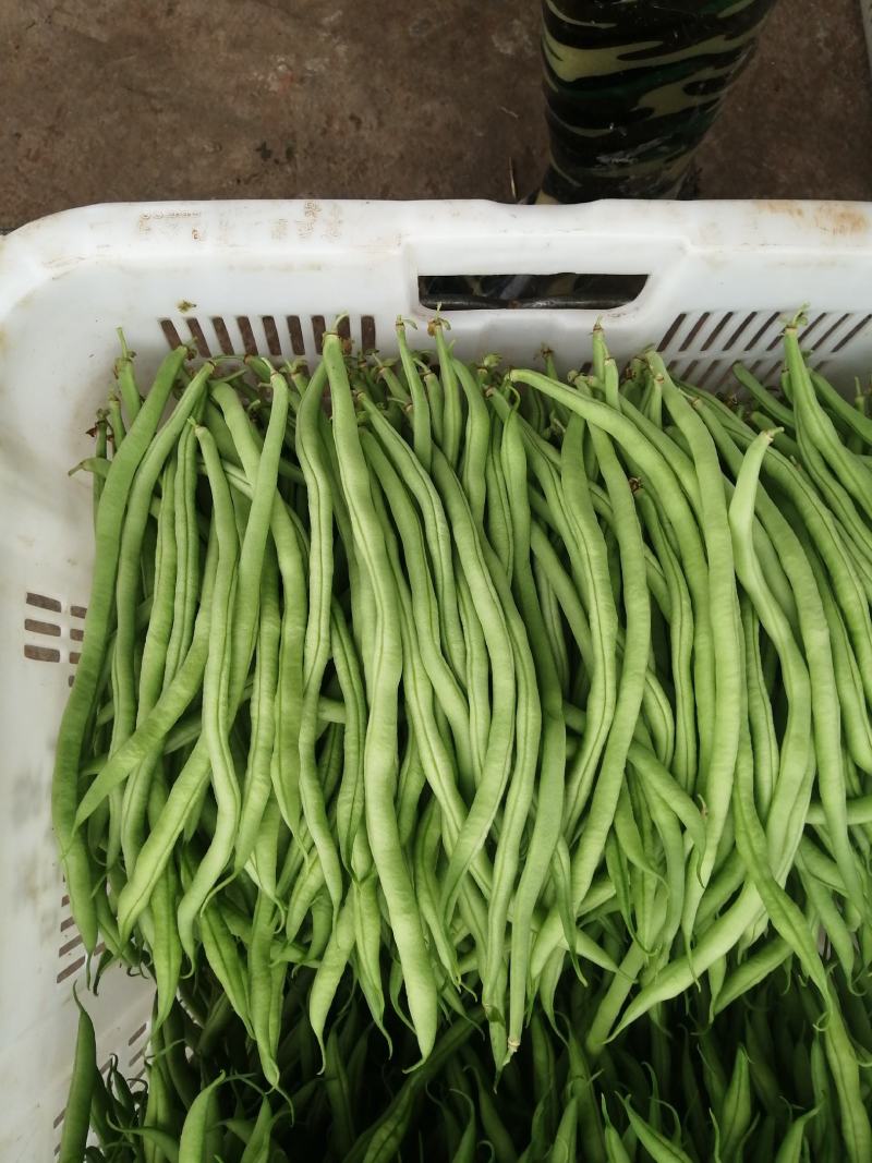 精品无筋豆，四川豆角，嫩豆豆，一尺豆王，精品豆王