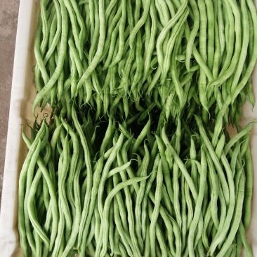 精品无筋豆，四川豆角，嫩豆豆，一尺豆王，精品豆王