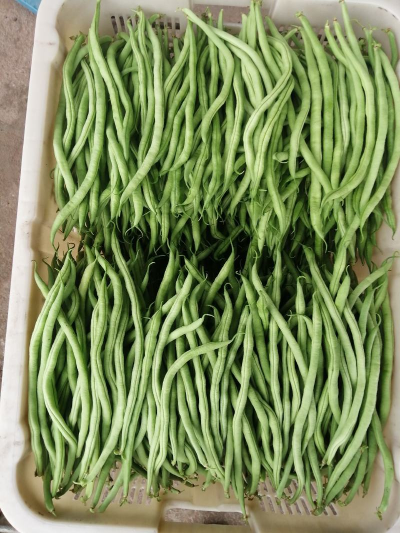 精品无筋豆，四川豆角，嫩豆豆，一尺豆王，精品豆王