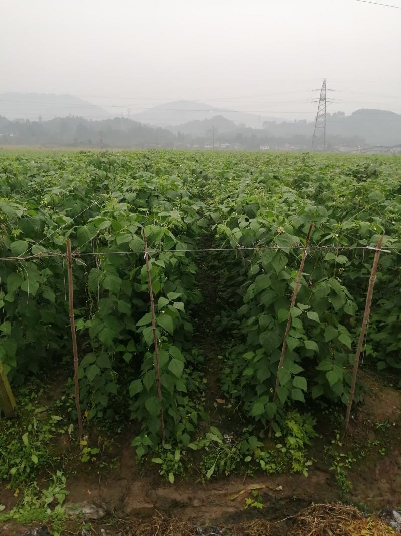 精品无筋豆，四川豆角，嫩豆豆，一尺豆王，精品豆王
