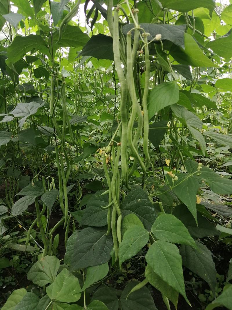 精品无筋豆，四川豆角，嫩豆豆，一尺豆王，精品豆王