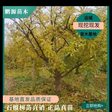 山西石榴树基地直发规格齐全绿化市政小区包上车技术支持