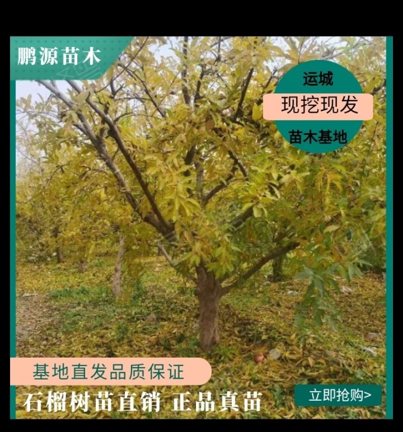 山西石榴树基地直发规格齐全绿化市政小区包上车技术支持
