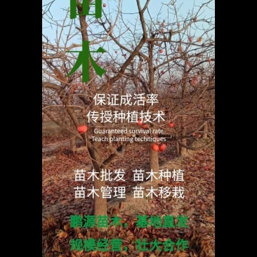 阳丰柿子苗、柿子苗价格、吊红柿子苗、火葫芦柿子苗、柿子苗