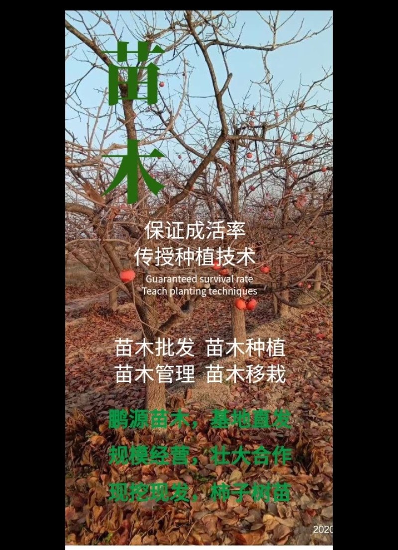 阳丰柿子苗、柿子苗价格、吊红柿子苗、火葫芦柿子苗、柿子苗