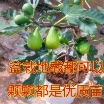 【基地直发】无花果苗波姬红无花果苗布莱瑞克现挖现发