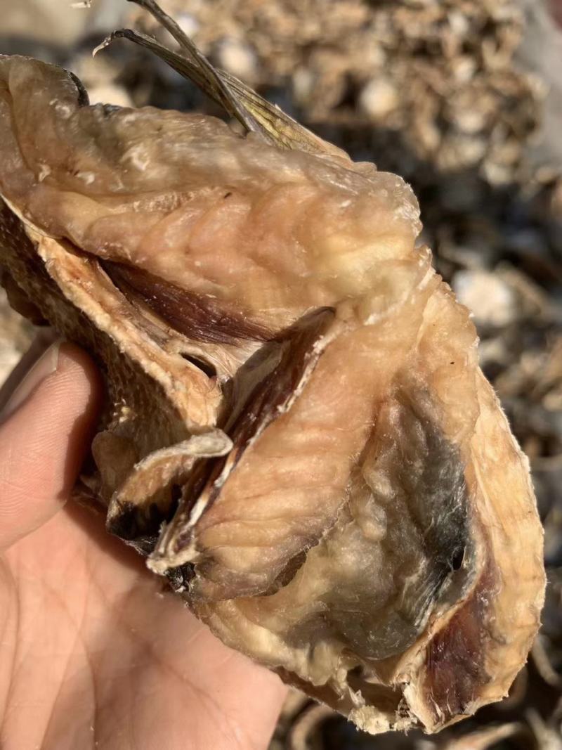 河豚鱼干，干度9成多