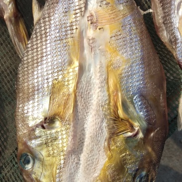 河豚鱼干，干度9成多