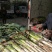 山东昌邑长白大葱，全国招商