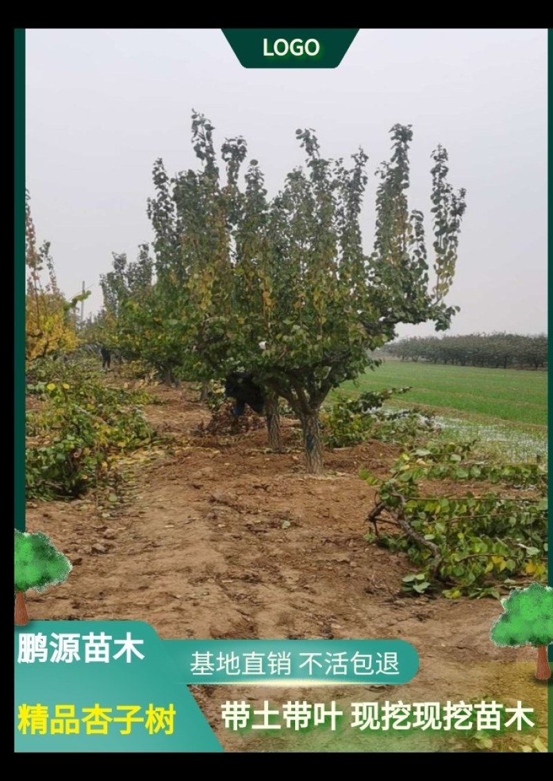 山西杏树规格齐全绿化市政小区包上车技术支持