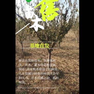 山西李子苗批发蜂糖李青脆李红脆李量大从优基地直发