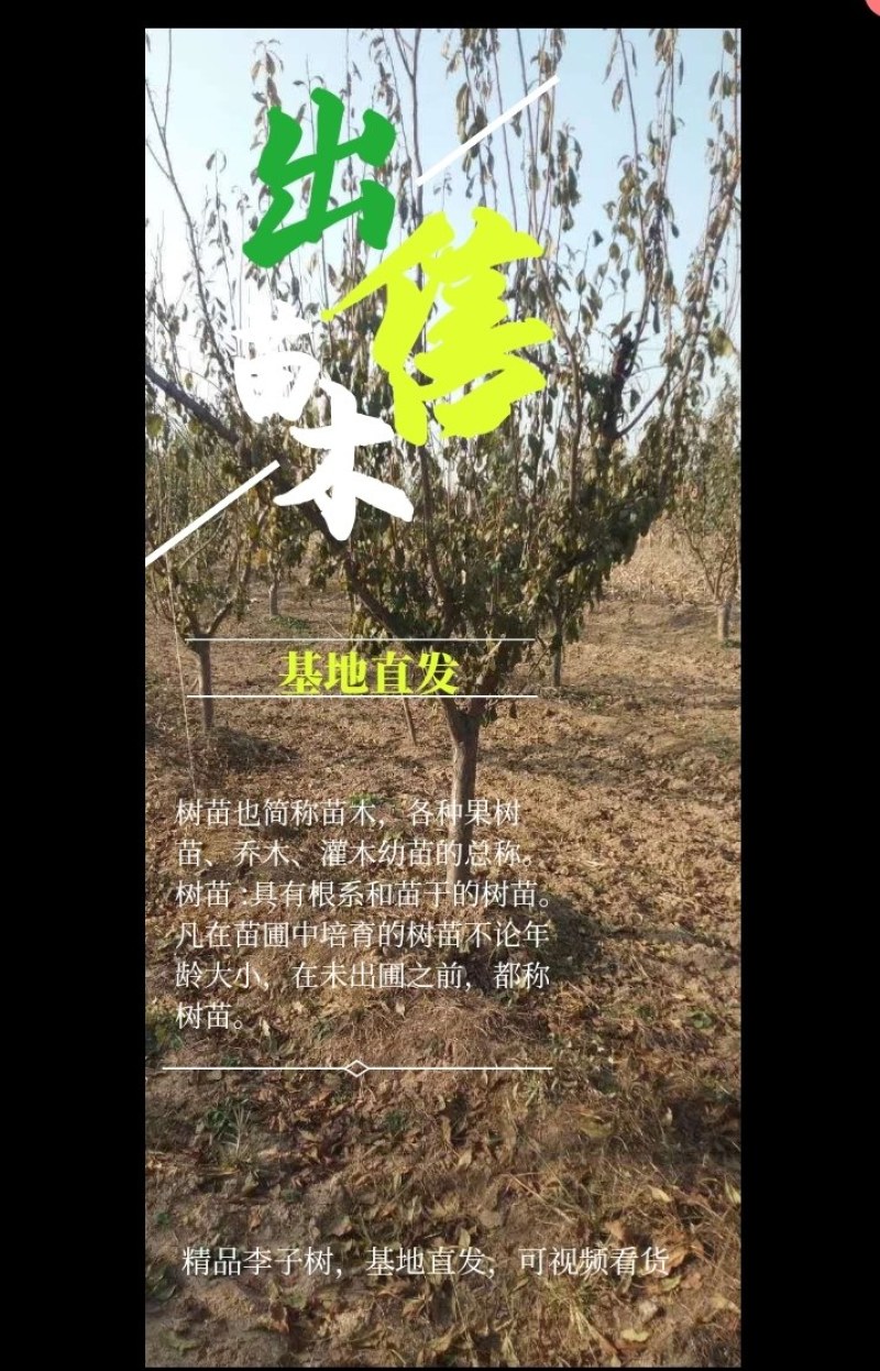 山西李子苗批发蜂糖李青脆李红脆李量大从优基地直发