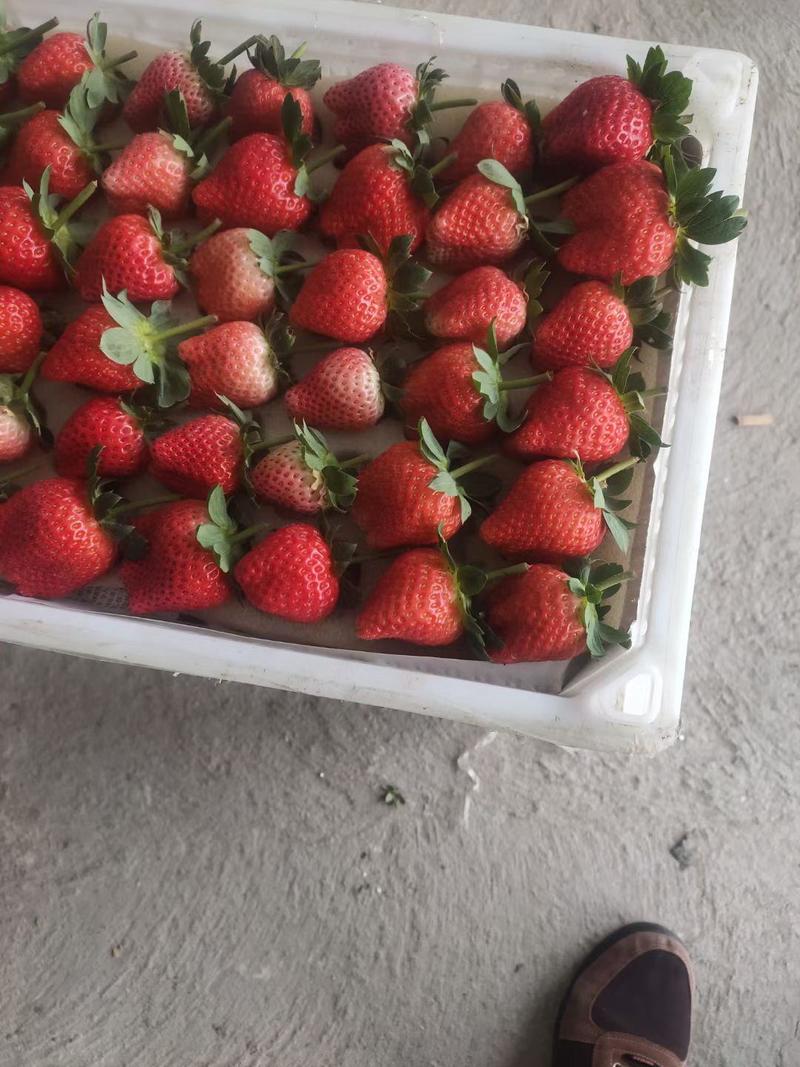 奶油草莓将大量上市，货源充足。包装齐全，对接全国客商