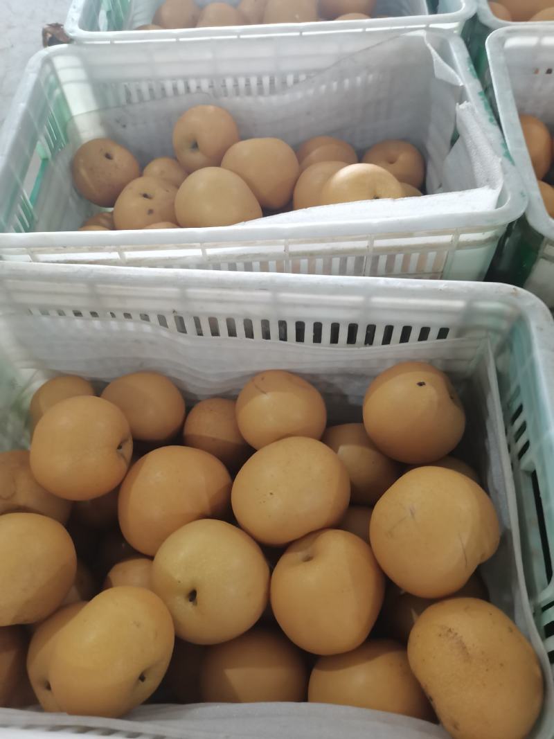 秋月梨大量上市，馆陶县2建果品站专业供应秋月梨（大果园）