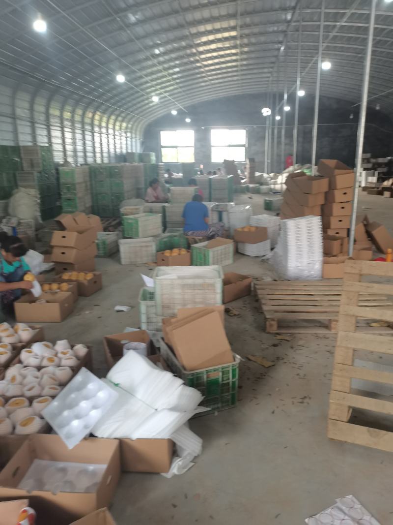 秋月梨大量上市，馆陶县2建果品站专业供应秋月梨（大果园）