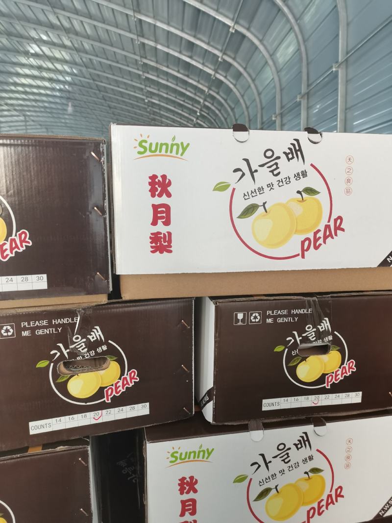 秋月梨大量上市，馆陶县2建果品站专业供应秋月梨（大果园）