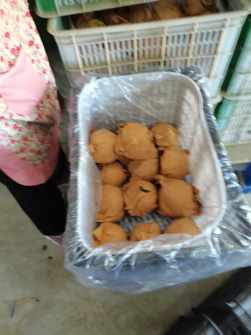 秋月梨大量上市，馆陶县2建果品站专业供应秋月梨（大果园）