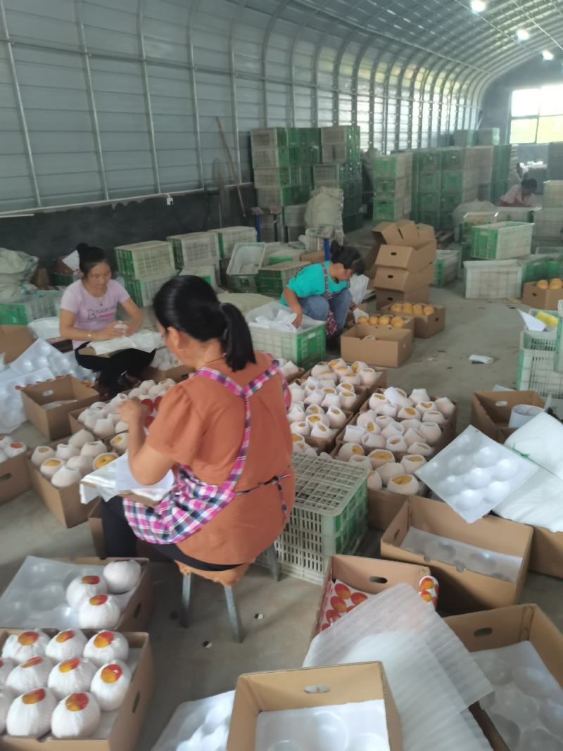 秋月梨大量上市，馆陶县2建果品站专业供应秋月梨（大果园）