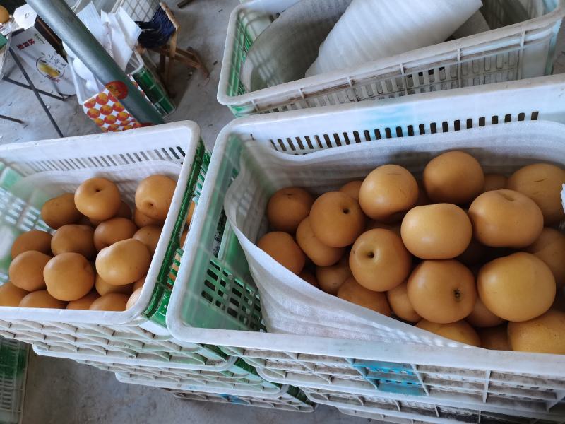 秋月梨大量上市，馆陶县2建果品站专业供应秋月梨（大果园）