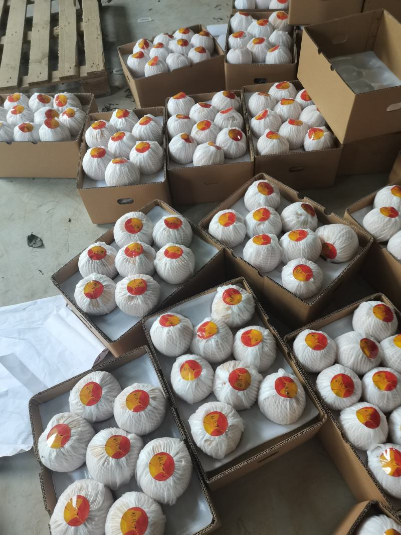 秋月梨大量上市，馆陶县2建果品站专业供应秋月梨（大果园）