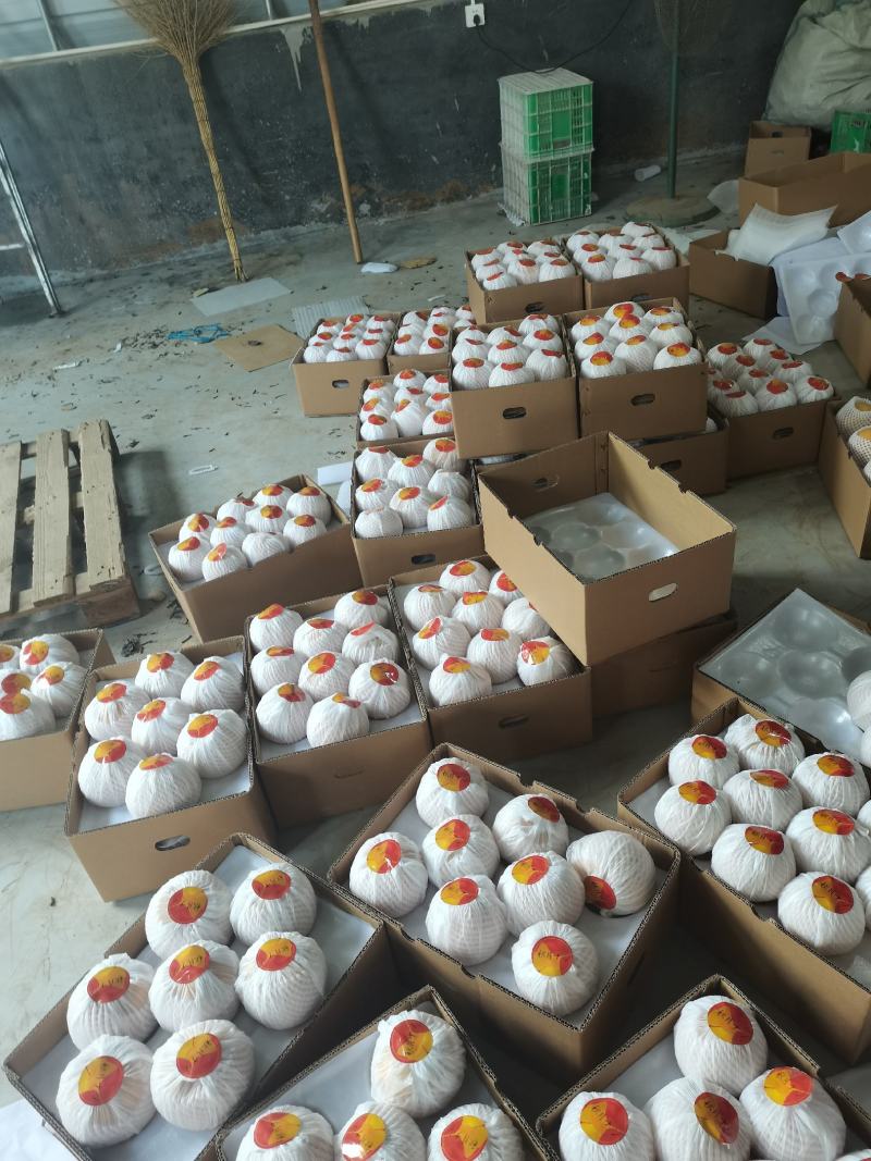 秋月梨大量上市，馆陶县2建果品站专业供应秋月梨（大果园）