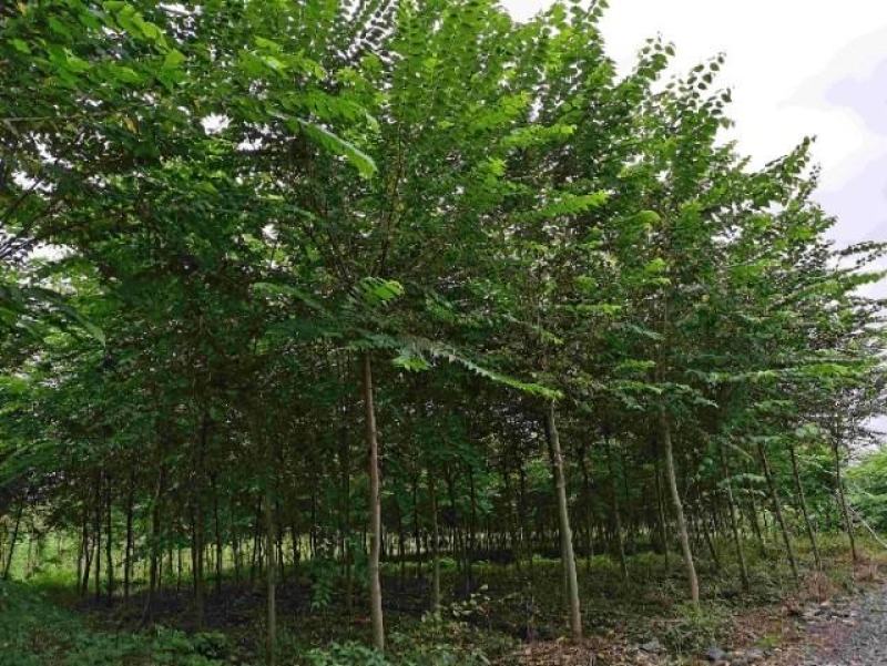 出售6公分青檀青檀树正宗青檀树制作宣纸原材料