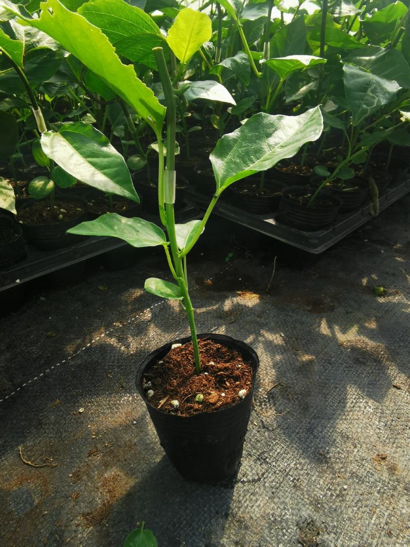 百香果嫁接苗，芭乐味黄金百香果嫁接苗、正宗芭乐味