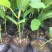 百香果嫁接苗，芭乐味黄金百香果嫁接苗、正宗芭乐味